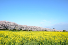 権現堂　桜　満開３