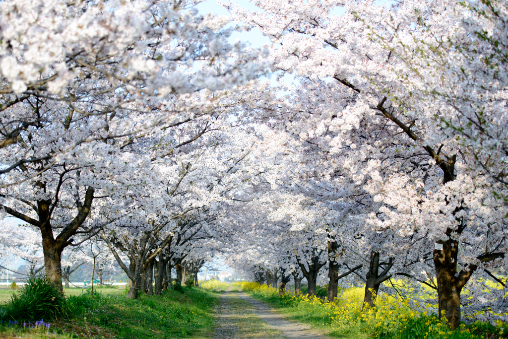 近所の桜並木