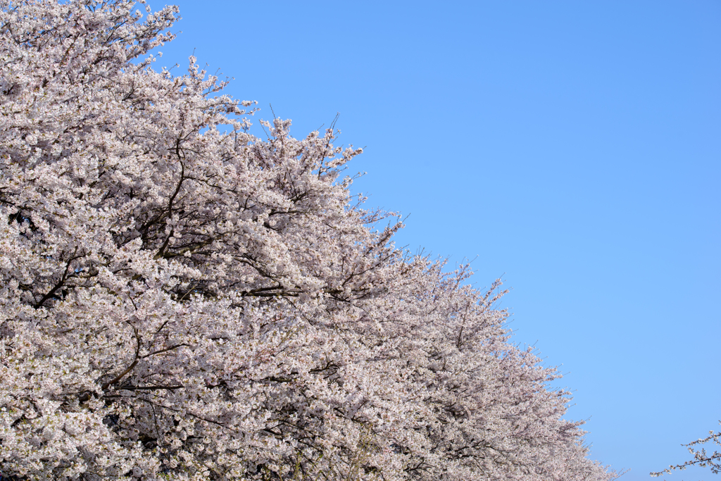 権現堂　桜　満開２