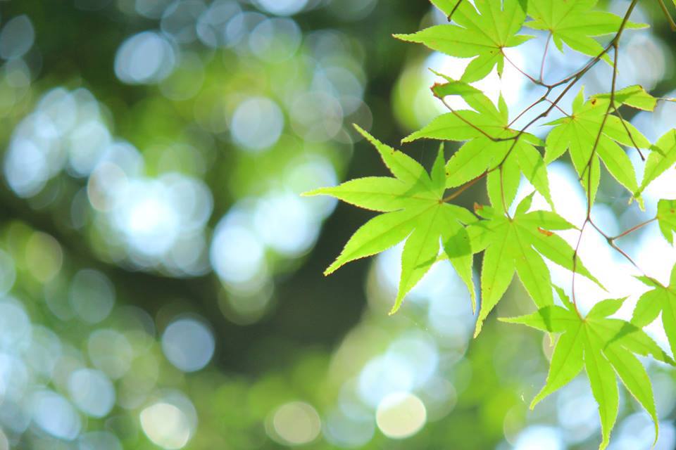 9月の紅葉。