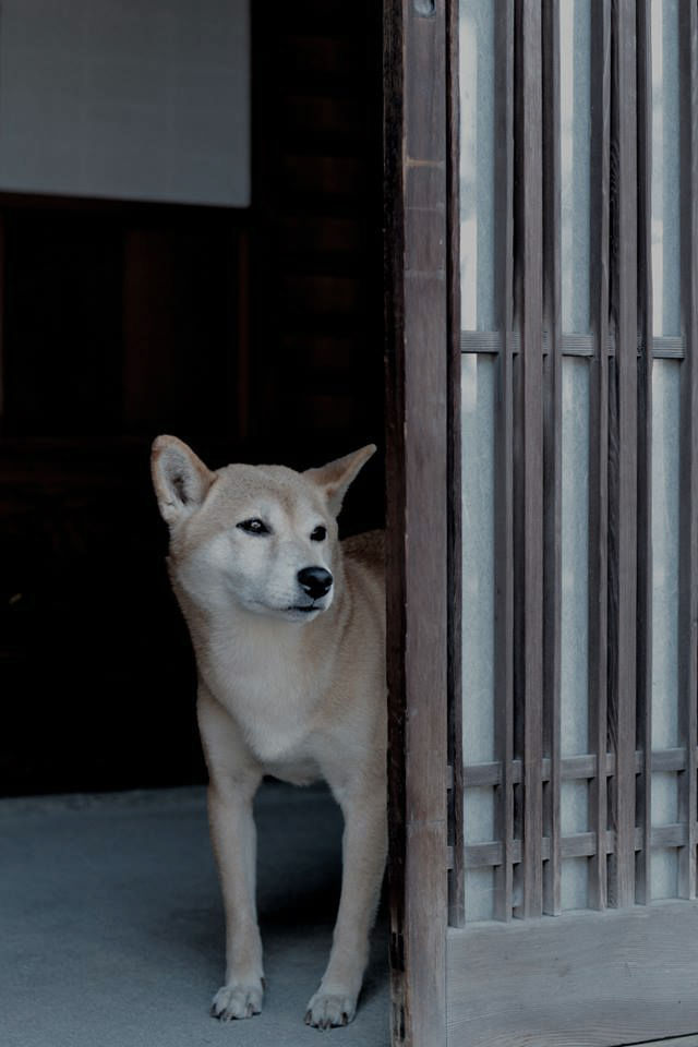 宮島のわんこ。