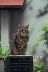 路地裏の虎