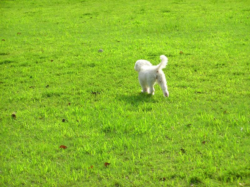 芝犬