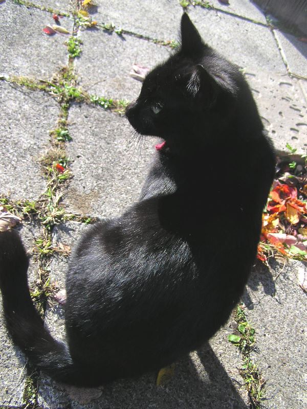 猫