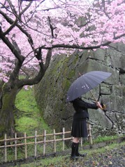 雨桜