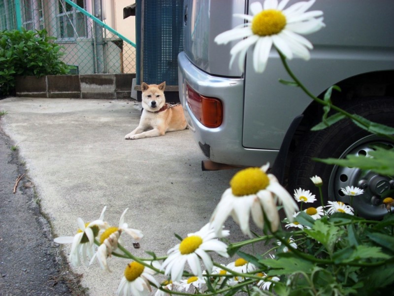 飼犬