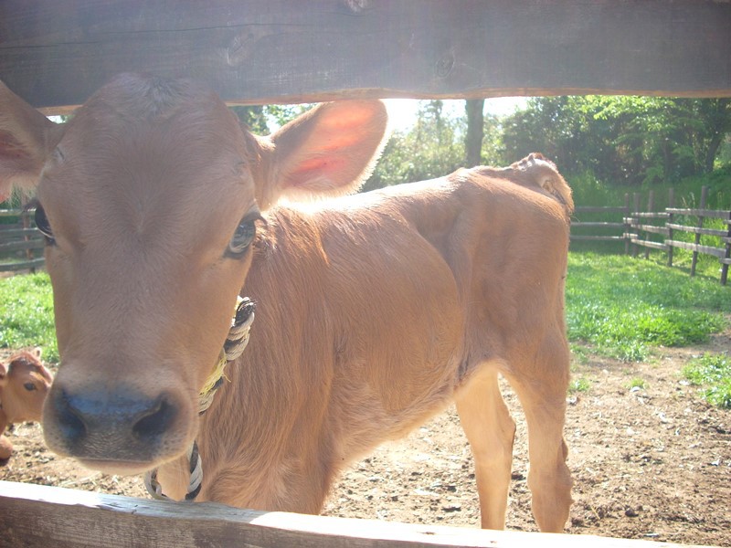 玉名牧場の牛