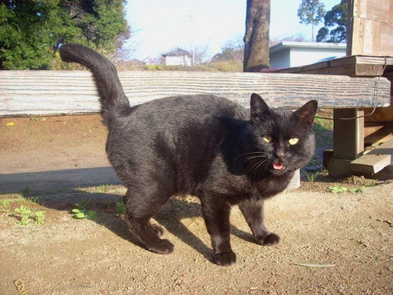猫