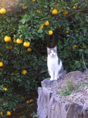 みかん猫