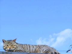 ひるねこ