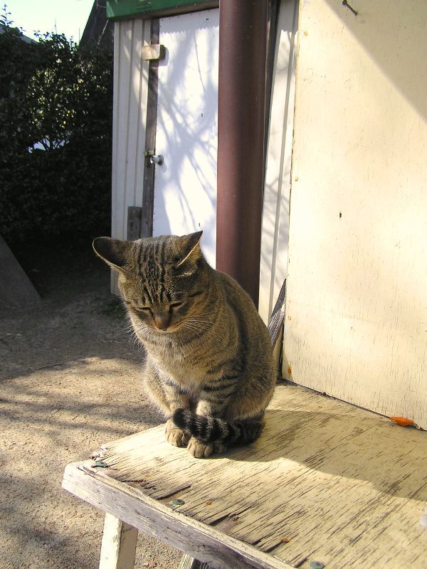 猫