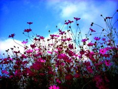 秋桜／益城町木山