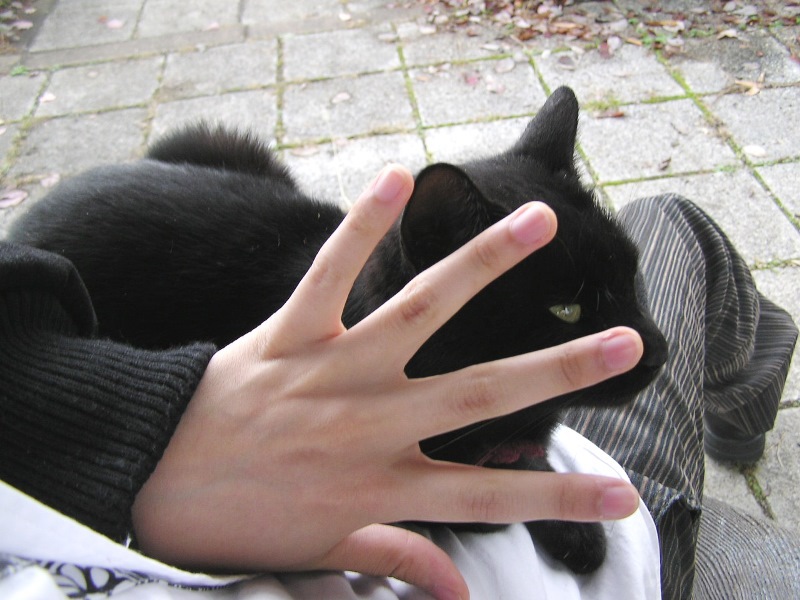 猫