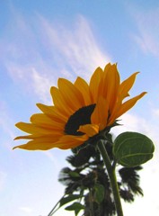 向日葵
