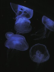 海月