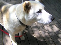 ギャラリーあり