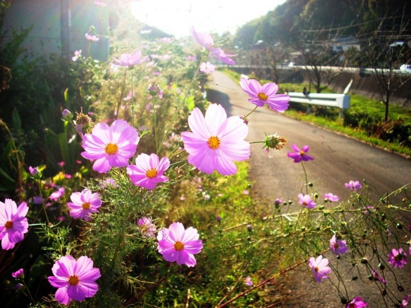 秋桜／益城町津森