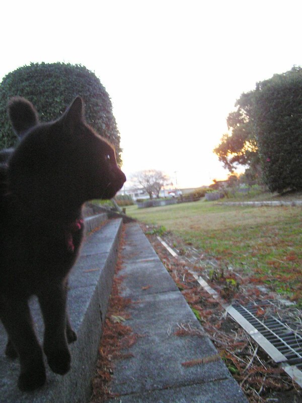 見返り猫