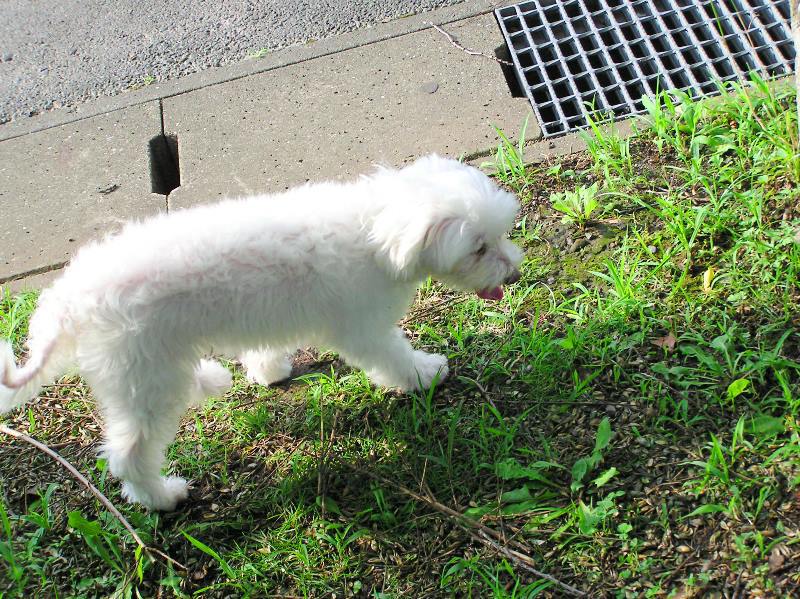 雲犬