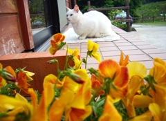 猫／玉名牧場