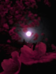 桜・蛇ヶ谷公園