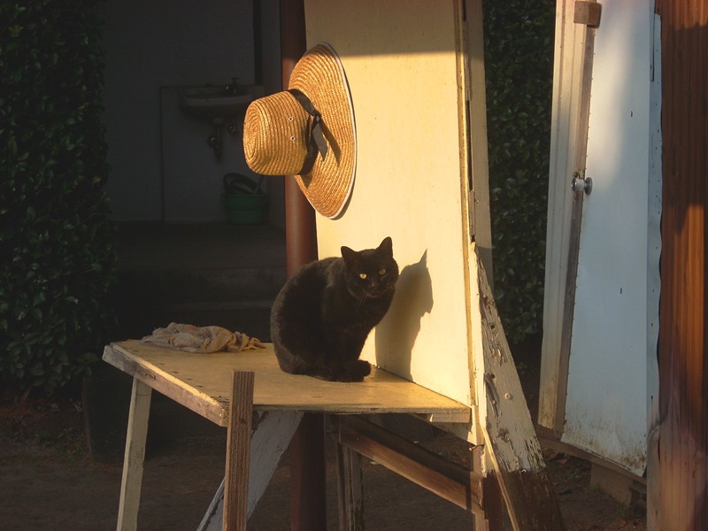 猫