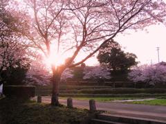 桜