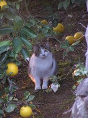 みかん猫