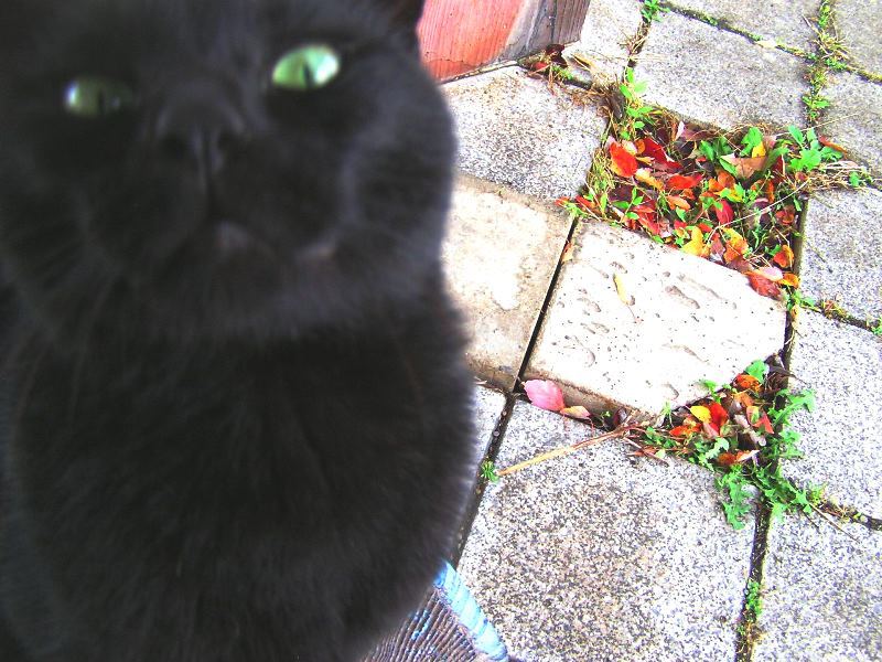 どや顔ねこ