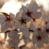 花脈