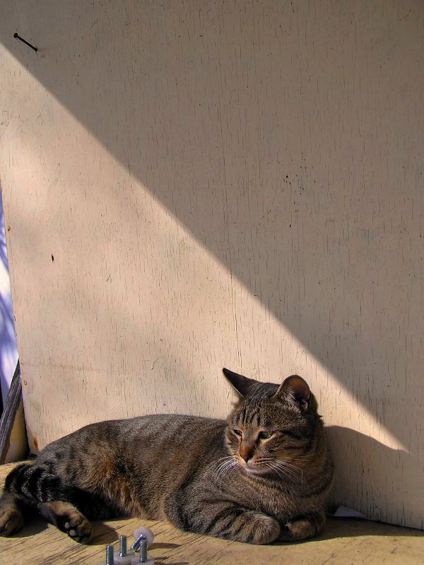 猫