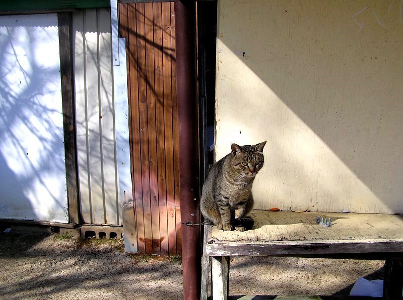 猫