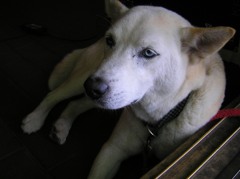 ギャラリーあり