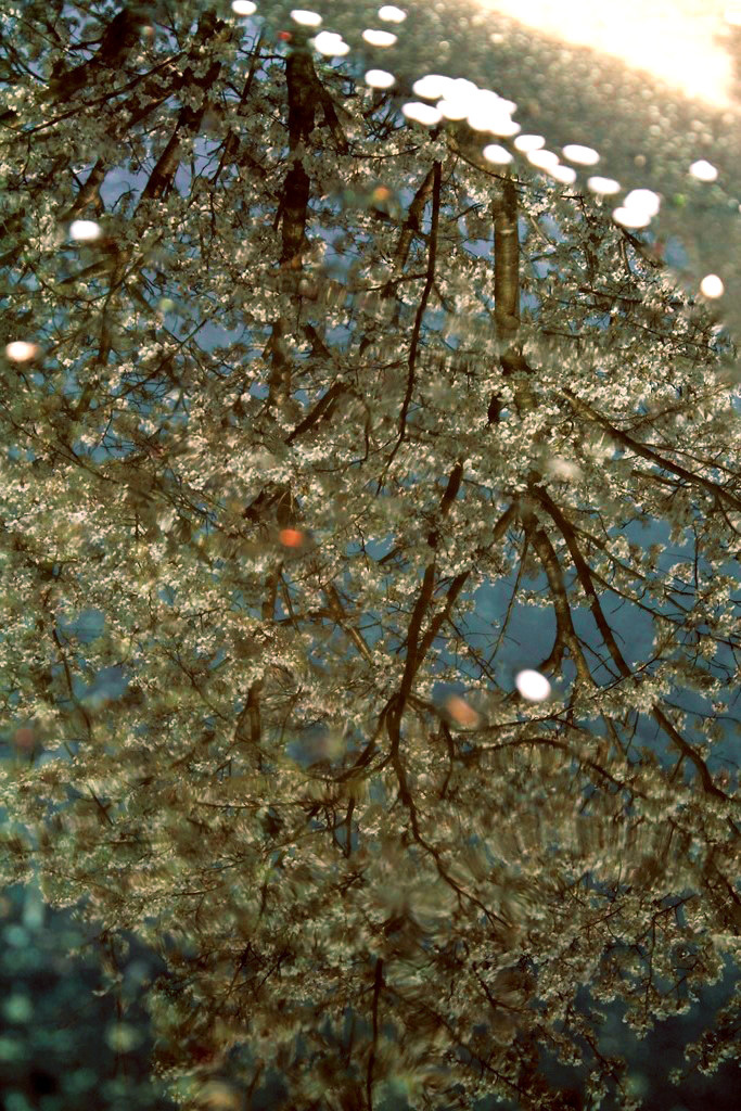 花逆