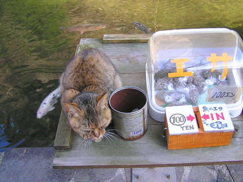 えさくれ猫