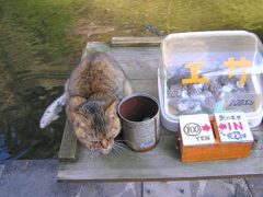 えさくれ猫