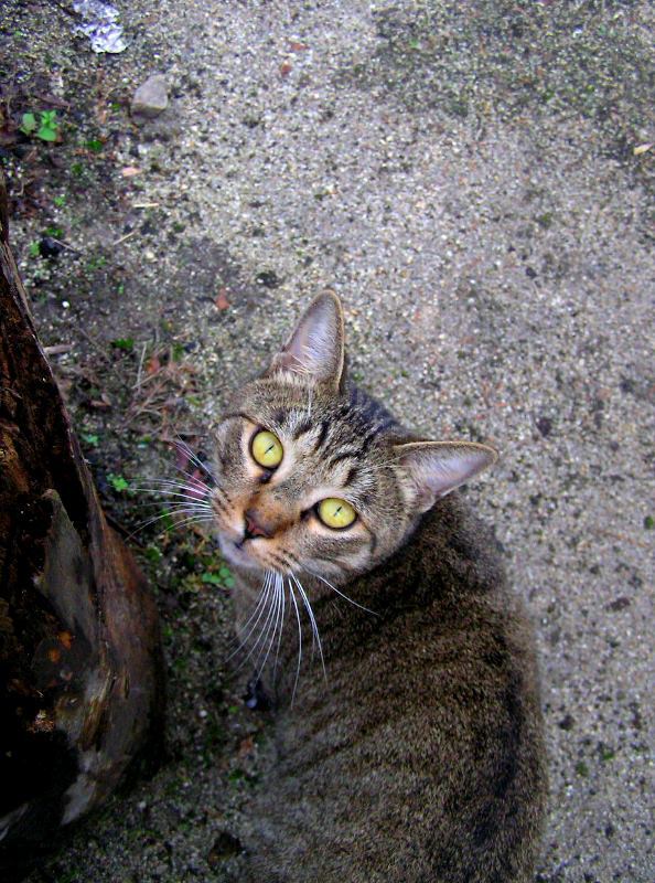猫