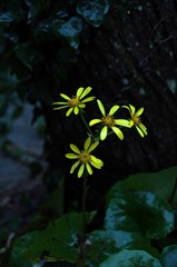 片島の花