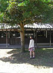 木陰