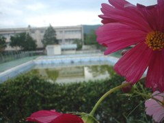 中央小・秋桜