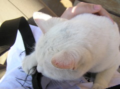 猫／玉名牧場