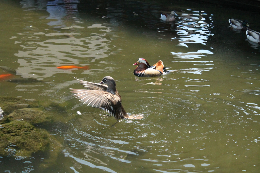 fluttering