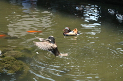 fluttering