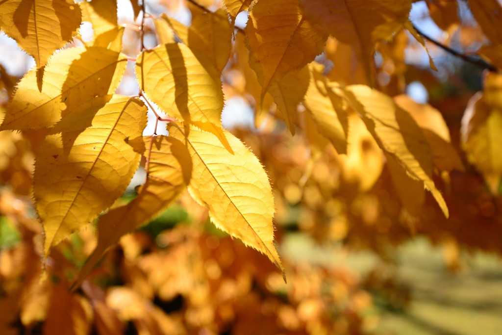 黄葉、眩しくて