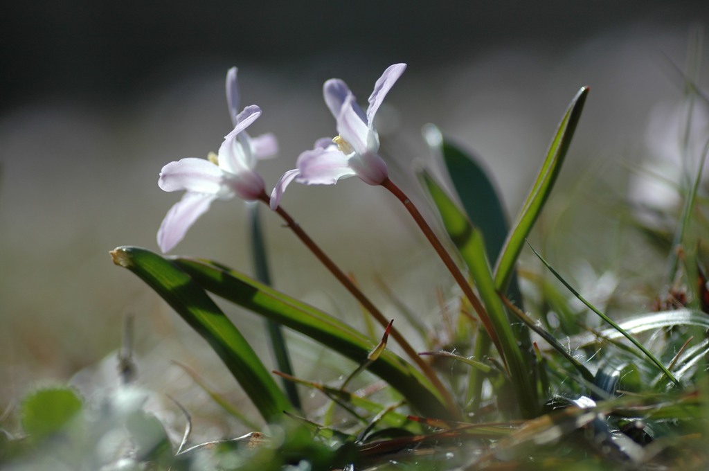 チオノドクサ、名は怖いけどかわいい