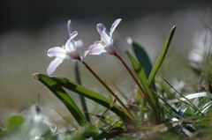 チオノドクサ、名は怖いけどかわいい