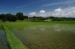 田植えが終わり、すっきり