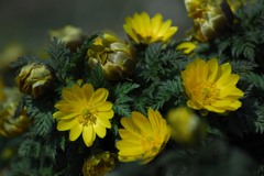 家族みたいなフクジュソウ