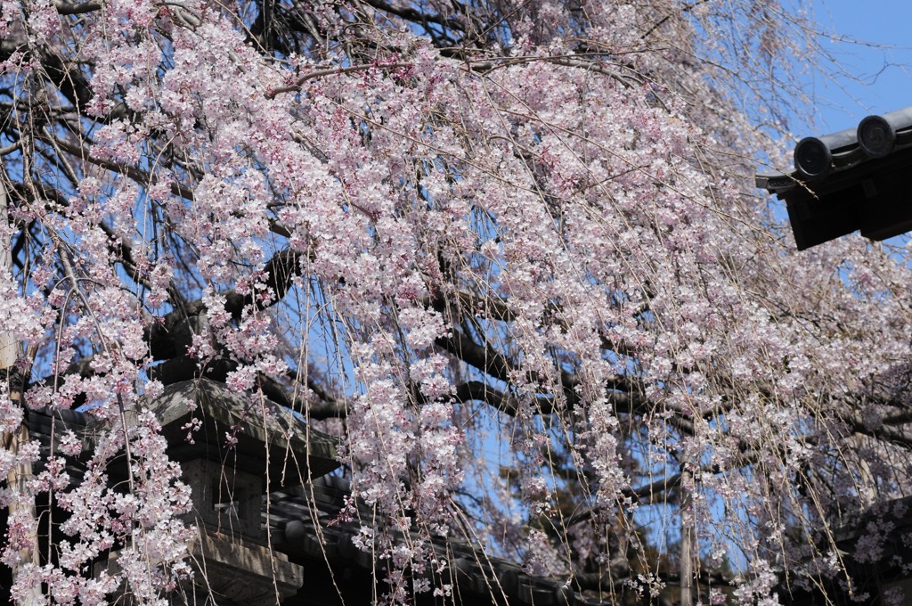 東昌寺、ことしも枝垂桜