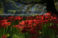 彼岸花、斜光を浴びて